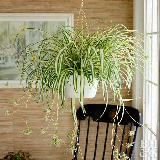 Kamar Tidur dengan Tanaman