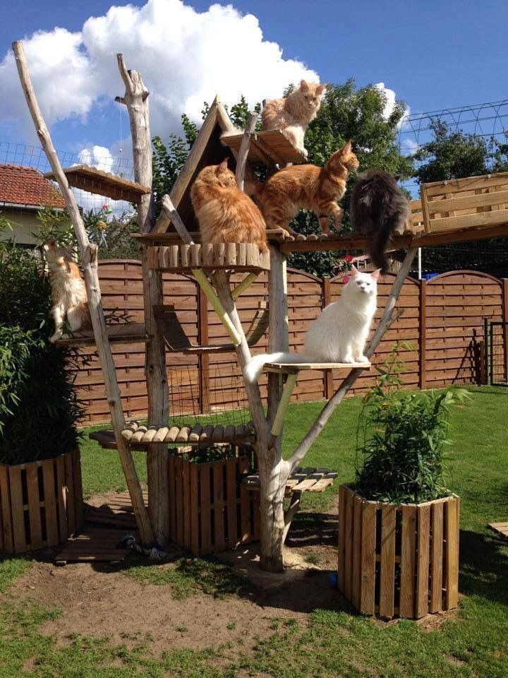 rumah kucing outdoor sederhana